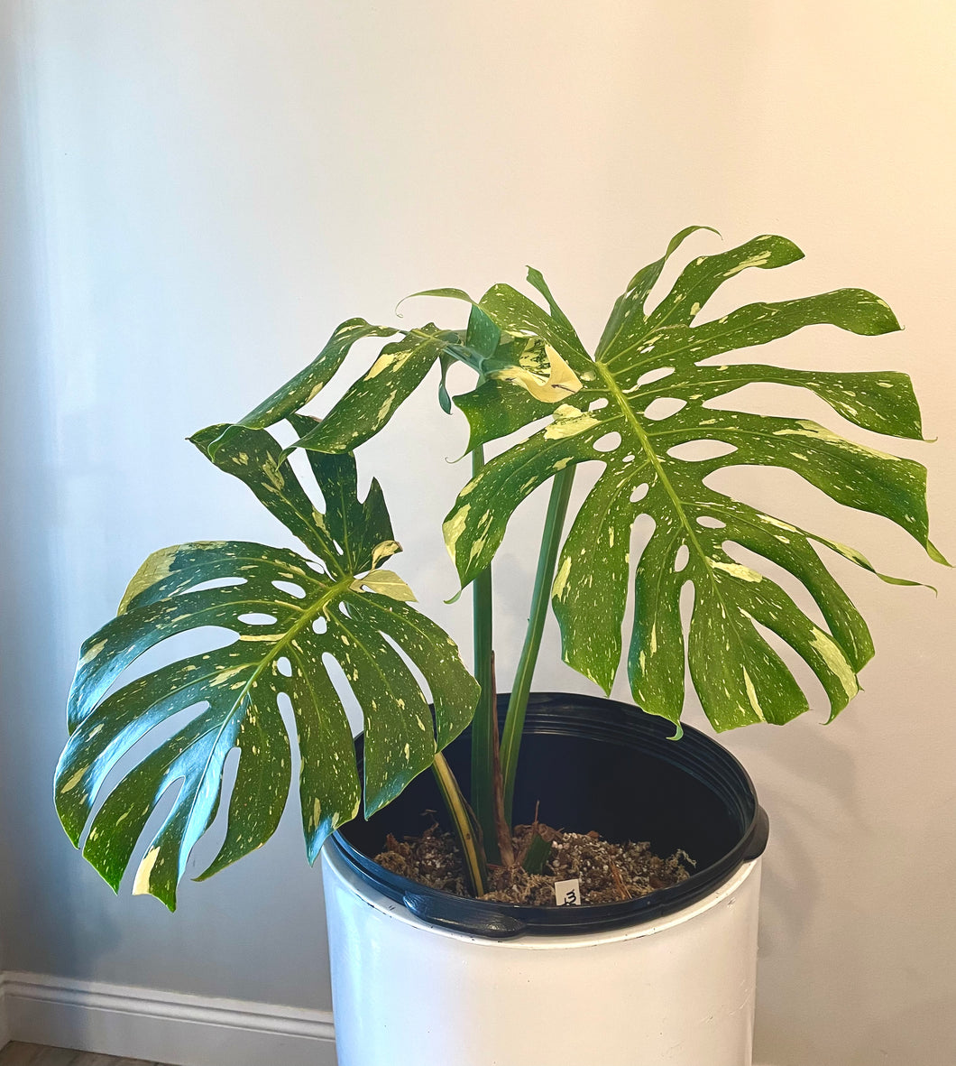 Variegated Monstera thai constellation live plant