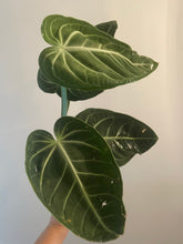 Load image into Gallery viewer, Anthurium Villenaorum live plant
