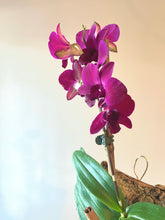 Load image into Gallery viewer, Purple dendrobium  orchid hanging mount live plant
