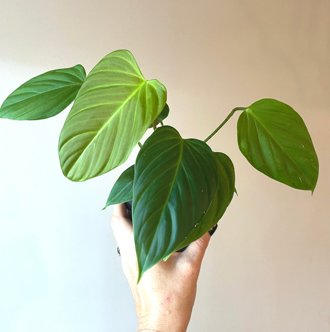 Philodendron Fuzzy petiole ‘A’ live plant