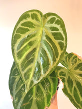 Load image into Gallery viewer, Anthurium &#39;Silver Bush&#39; live plant
