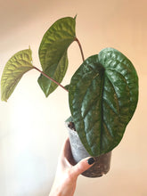 Load image into Gallery viewer, Large 4 inch Anthurium Radicans x Luxurians live plant
