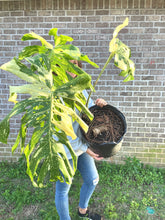 Load image into Gallery viewer, XL Thai constellation monstera live plant “G”
