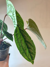 Load image into Gallery viewer, Large 4 inch Anthurium Radicans x Luxurians live plant
