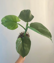 Load image into Gallery viewer, Mature Philodendron Hastatum (Silver Sword) live plant
