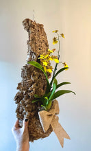 Load image into Gallery viewer, Yellow oncidium orchid hanging mount live plant
