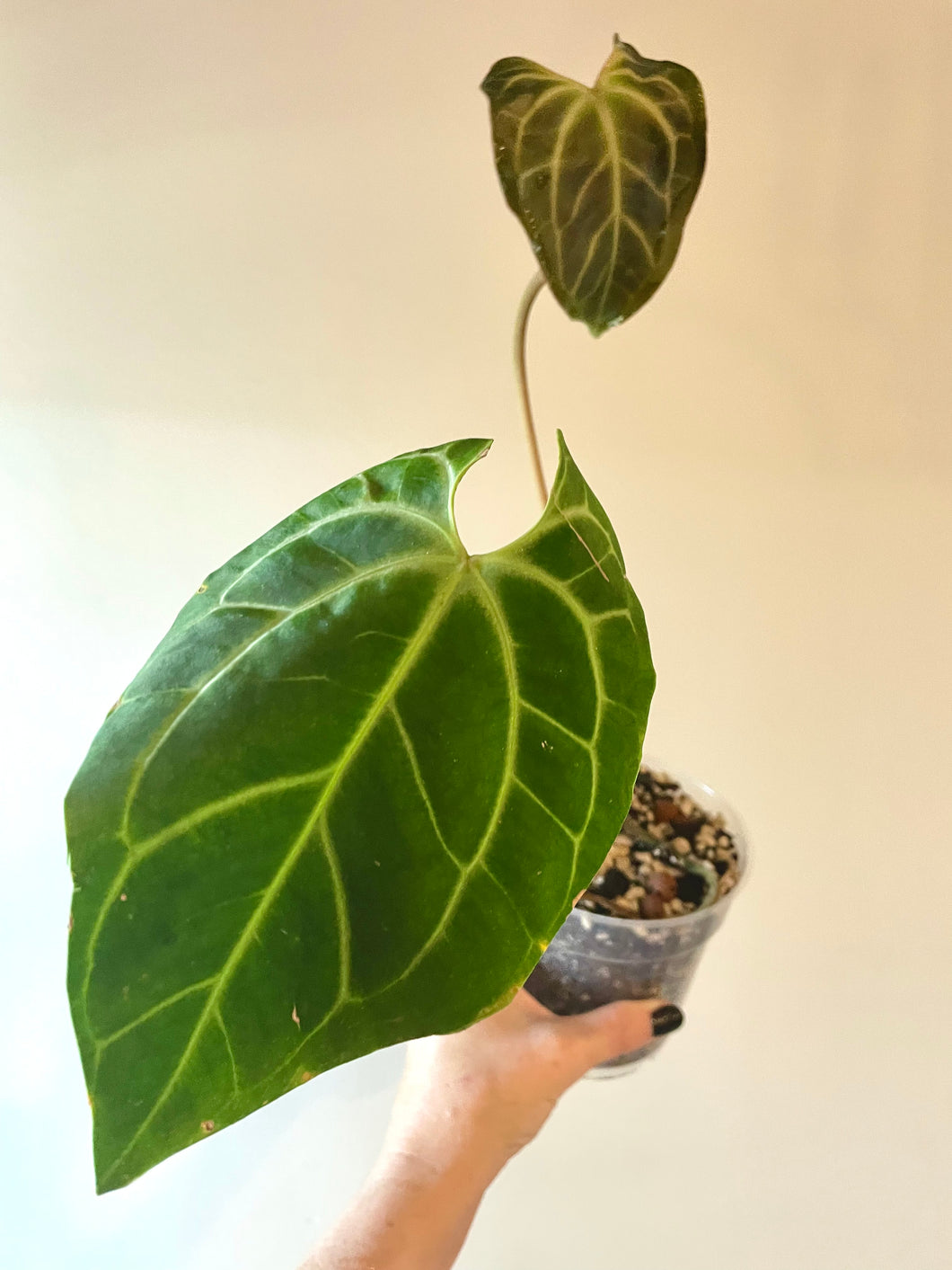 Anthurium Besseae Aff. live plant