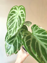 Load image into Gallery viewer, Anthurium &#39;Silver Bush&#39; live plant
