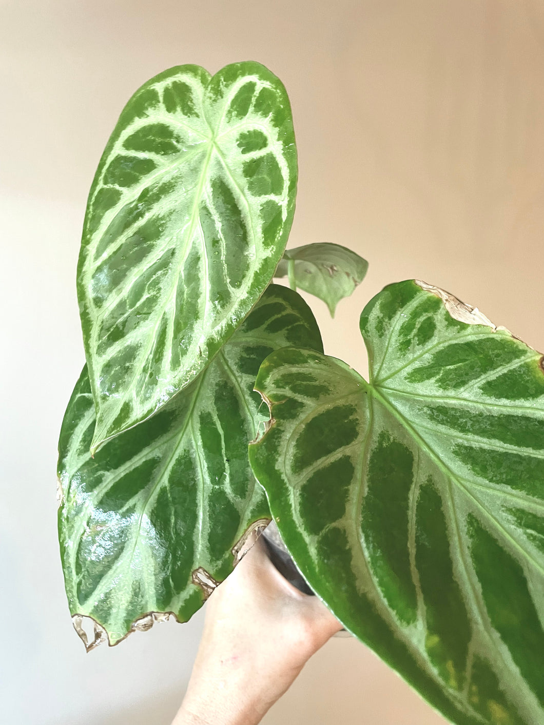 Anthurium 'Silver Bush' live plant