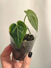 Load image into Gallery viewer, 3 inch Anthurium &#39;Hallows Dawn&#39; live plant
