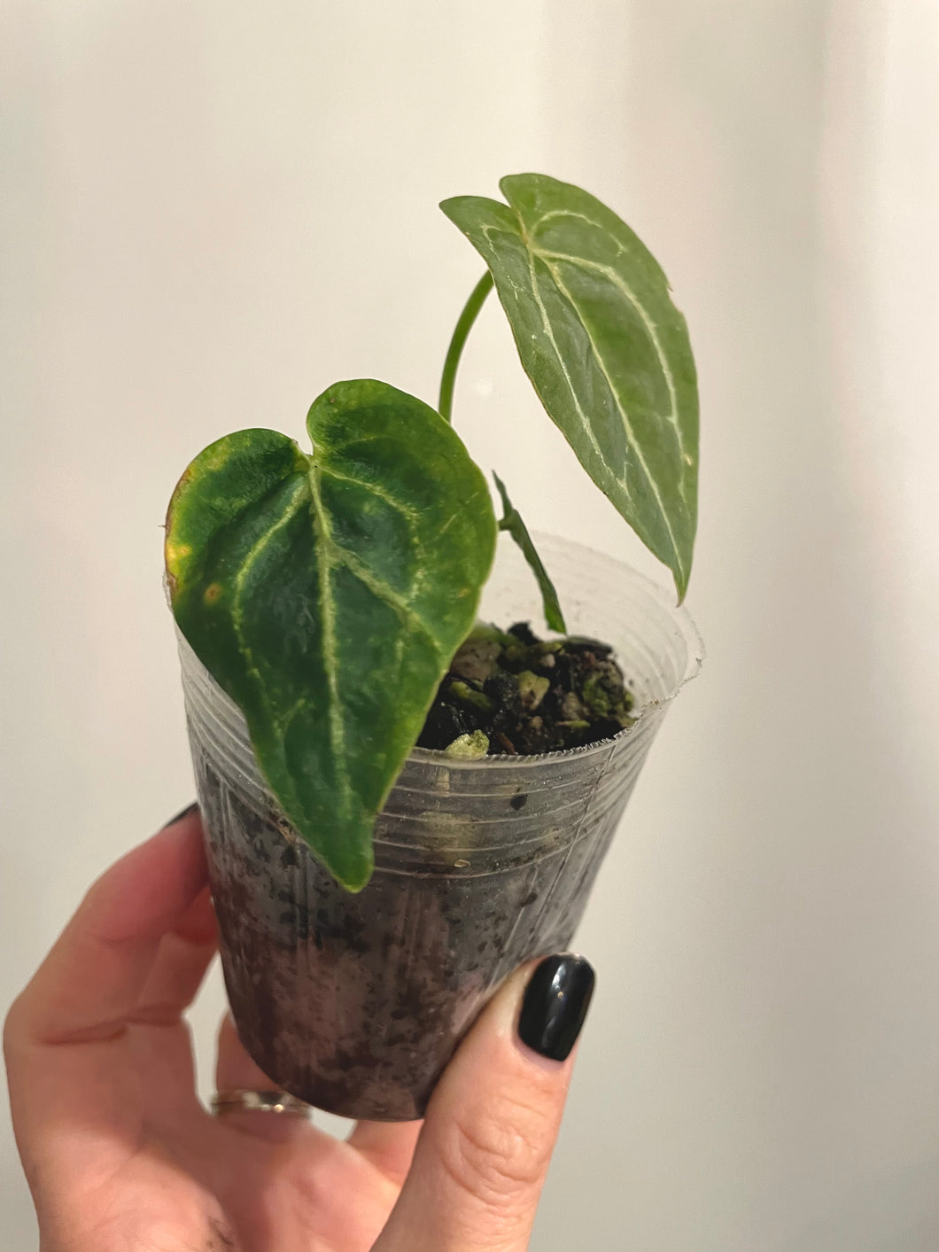 3 inch Anthurium 'Hallows Dawn' live plant