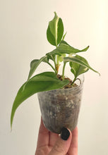 Load image into Gallery viewer, 3 inch Philodendron Hederaceum &#39;Rio&#39; live plant &#39;B&#39;
