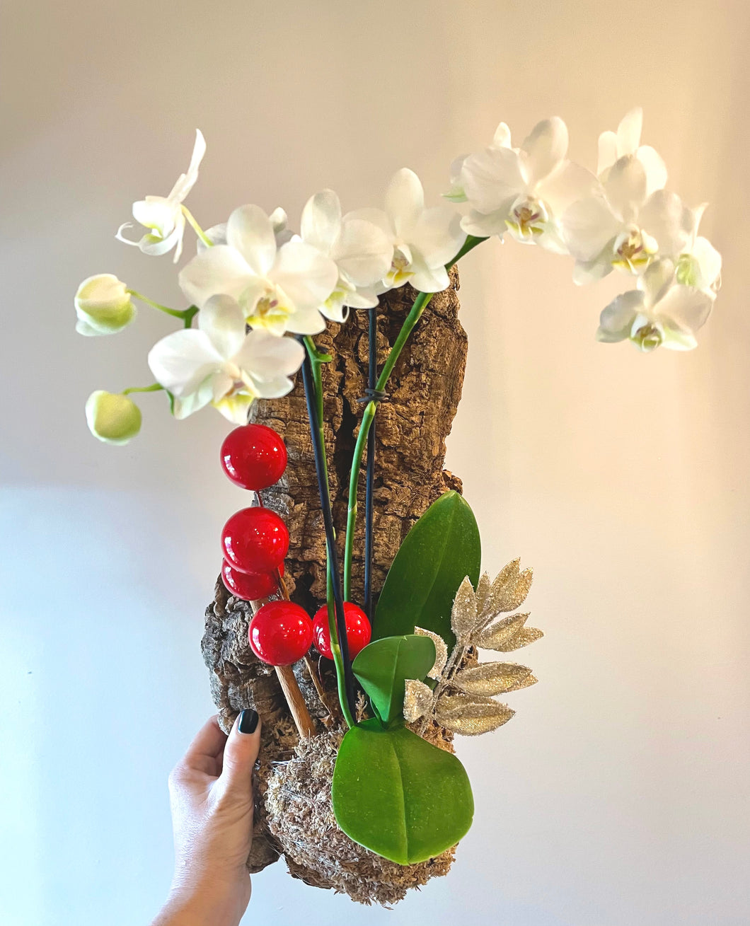 Holiday Phalaenopsis orchid hanging mount live plant