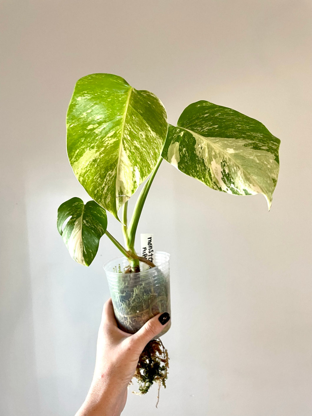 High variegation Variegated Monstera albo live plant