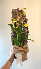 Load image into Gallery viewer, Yellow oncidium orchid hanging mount live plant
