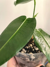 Load image into Gallery viewer, Anthurium Timplowmanii live plant
