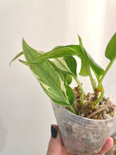 Load image into Gallery viewer, 3 inch Philodendron Hederaceum &#39;Rio&#39; live plant &#39;B&#39;
