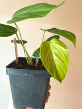 Load image into Gallery viewer, Philodendron Fuzzy petiole ‘B’ live plant
