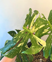 Load image into Gallery viewer, Variegated Monstera thai constellation live plant
