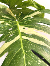 Load image into Gallery viewer, Variegated Monstera thai constellation rooted live plant
