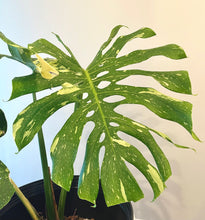 Load image into Gallery viewer, Variegated Monstera thai constellation live plant
