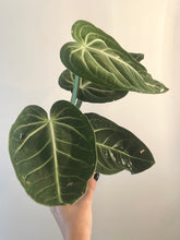 Load image into Gallery viewer, Anthurium Villenaorum live plant
