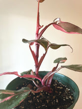 Load image into Gallery viewer, 6 inch Philodendron Pink Princess (PPP) &quot;A&quot;  live plant
