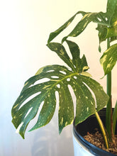 Load image into Gallery viewer, Variegated Monstera thai constellation live plant
