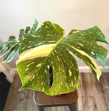 Load image into Gallery viewer, Variegated Monstera thai constellation live plant
