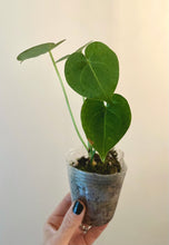 Load image into Gallery viewer, 2 inch Mystery anthurium live plant
