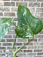 Load image into Gallery viewer, Large Variegated Monstera albo live plant
