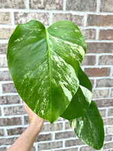 Load image into Gallery viewer, Variegated Monstera albo live plant
