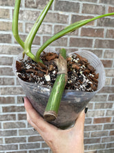 Load image into Gallery viewer, Large Variegated Monstera albo live plant
