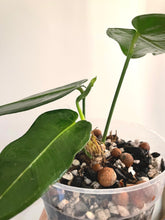 Load image into Gallery viewer, Anthurium Timplowmanii live plant
