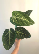 Load image into Gallery viewer, Anthurium Villenaorum live plant
